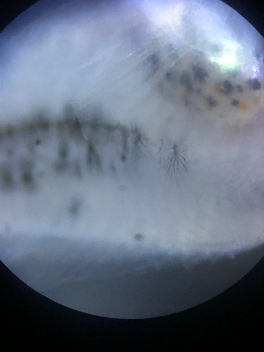 image5(1).jpeg