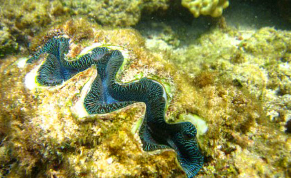 image_1569_2-Tridacna-clam.jpg