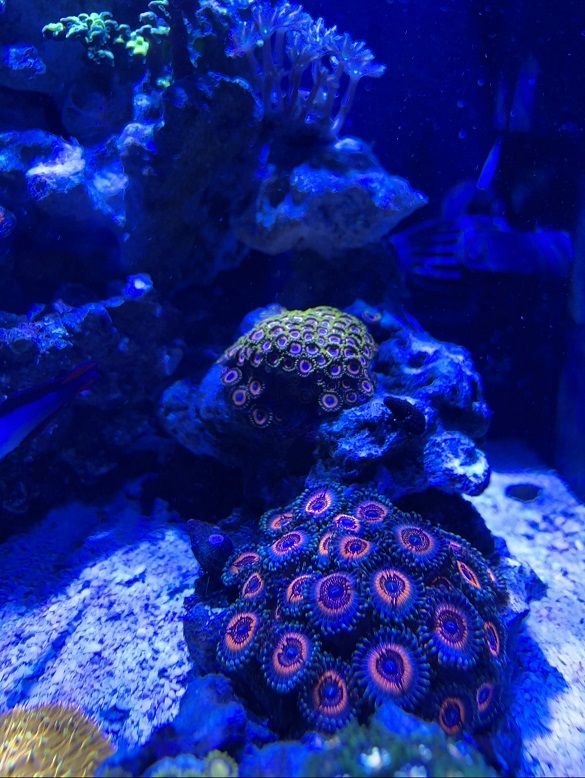 Build Thread - 1armfish's 20g Super-Awesome-Magical Reef Diary ...