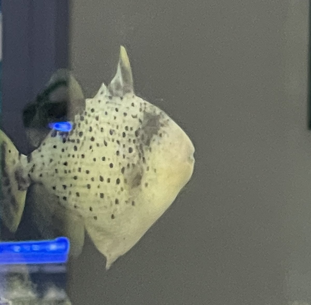 What fish are in your tank!? | Page 3 | Reef2Reef