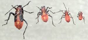 images (3).jpeg