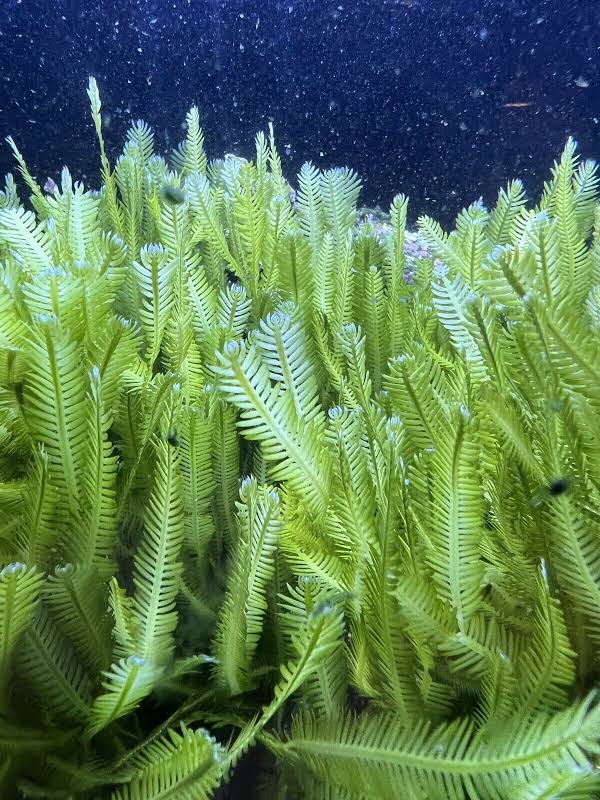 QUESTION OF THE DAY - Do you grow Chaeto algae and is it easy or hard ...