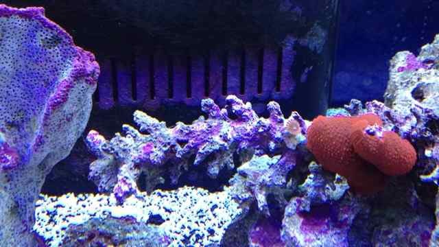 ImageUploadedByReef2Reef Aquarium Forum1359786076.297939.jpg