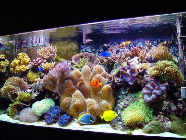ImageUploadedByReef2Reef Aquarium Forum1361688671.506400.jpg