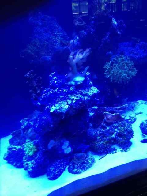 ImageUploadedByReef2Reef Aquarium Forum1368829831.079520.jpg