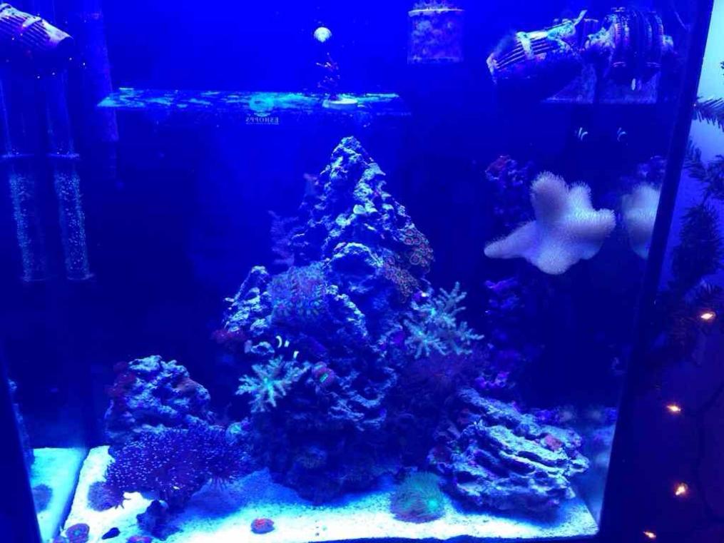 30 gallon tall - fish recommendations