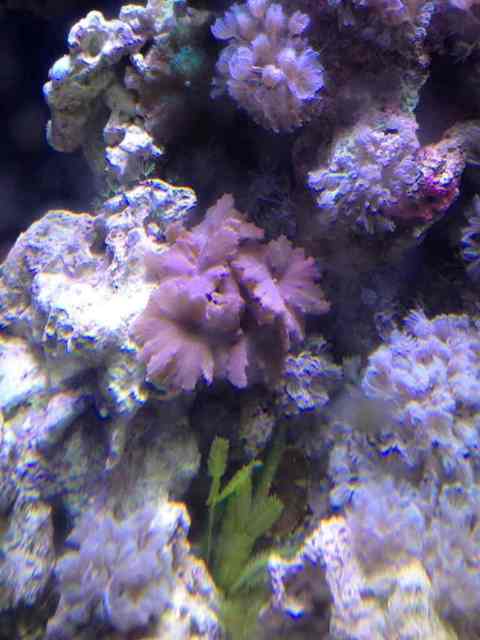 ImageUploadedByREEF2REEF1391024605.730109.jpg