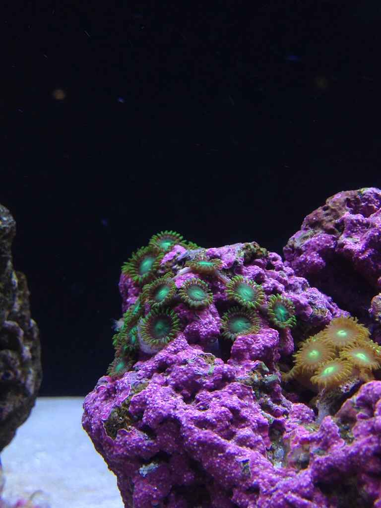 ImageUploadedByREEF2REEF1391132508.403274.jpg
