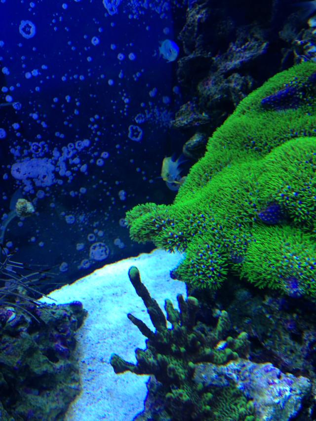 ImageUploadedByREEF2REEF1399321568.990793.jpg