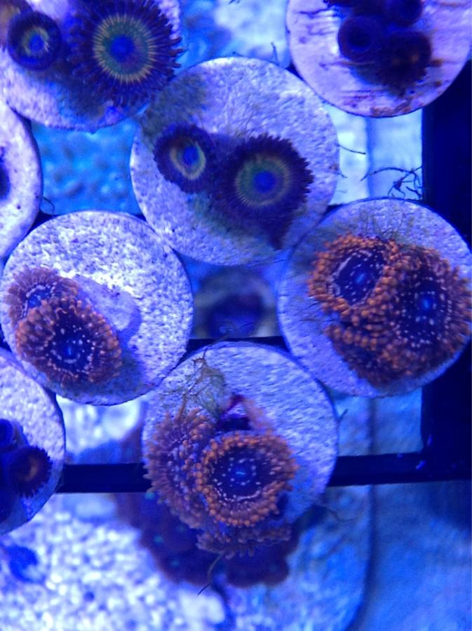 ImageUploadedByREEF2REEF1401573639.059348.jpg