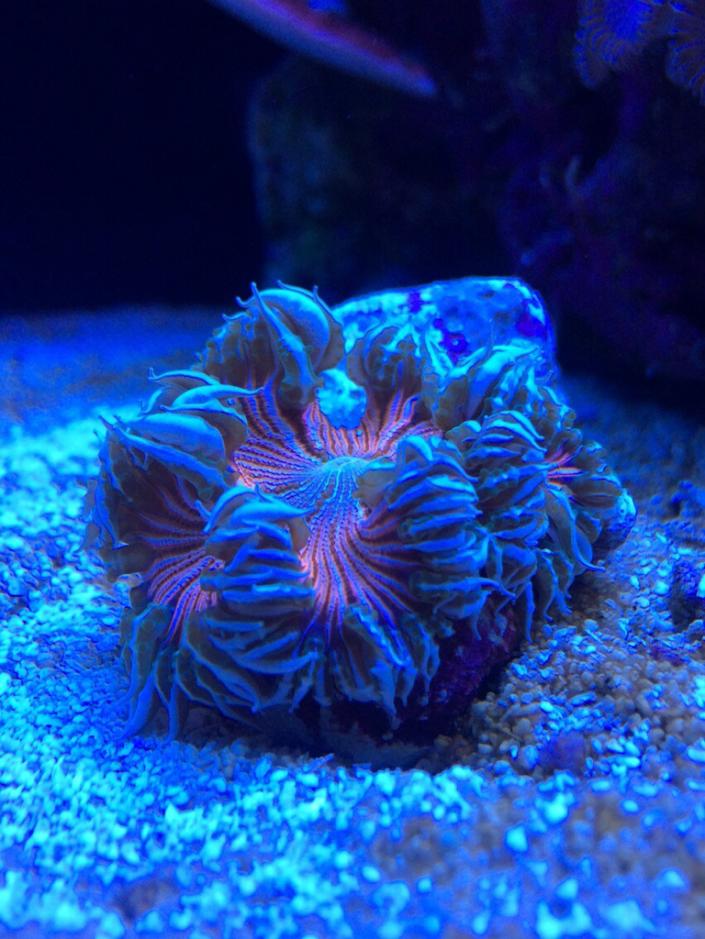 ImageUploadedByREEF2REEF1404362323.059276.jpg