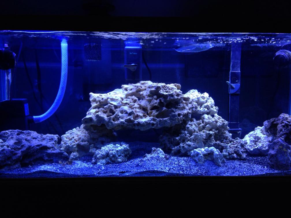 ImageUploadedByREEF2REEF1406049527.121217.jpg