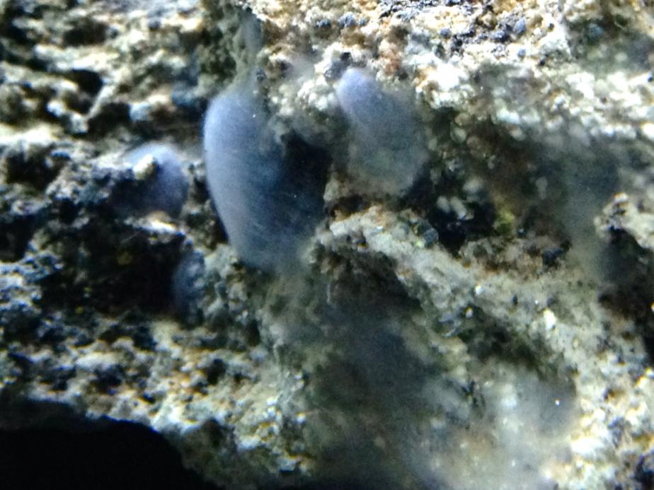 ImageUploadedByREEF2REEF1406049810.375488.jpg