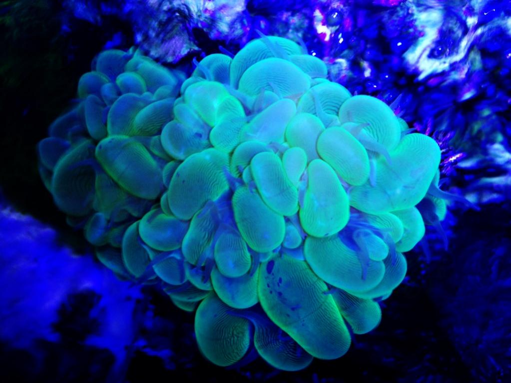 ImageUploadedByREEF2REEF1408772644.059706.jpg