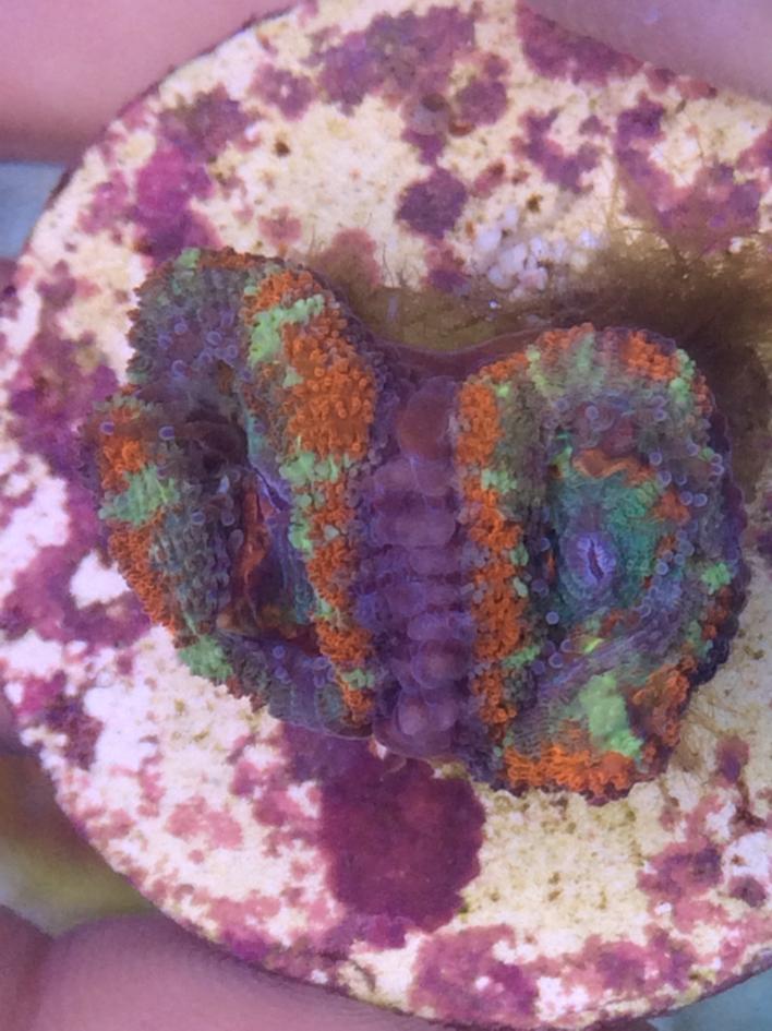 ImageUploadedByREEF2REEF1413870347.525925.jpg