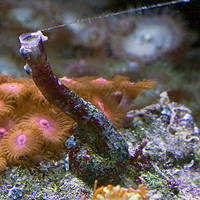How To Get Rid Of Vermetid Tube Snail Gastropod Reef2reef
