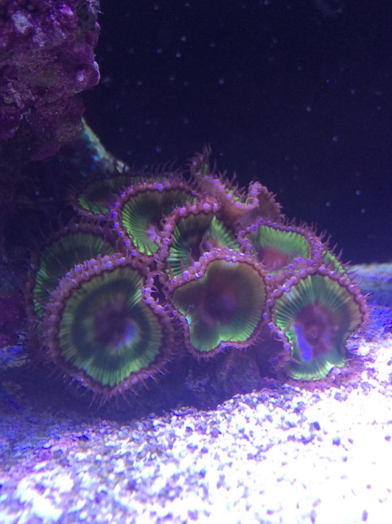 ImageUploadedByREEF2REEF1420678459.315944.jpg