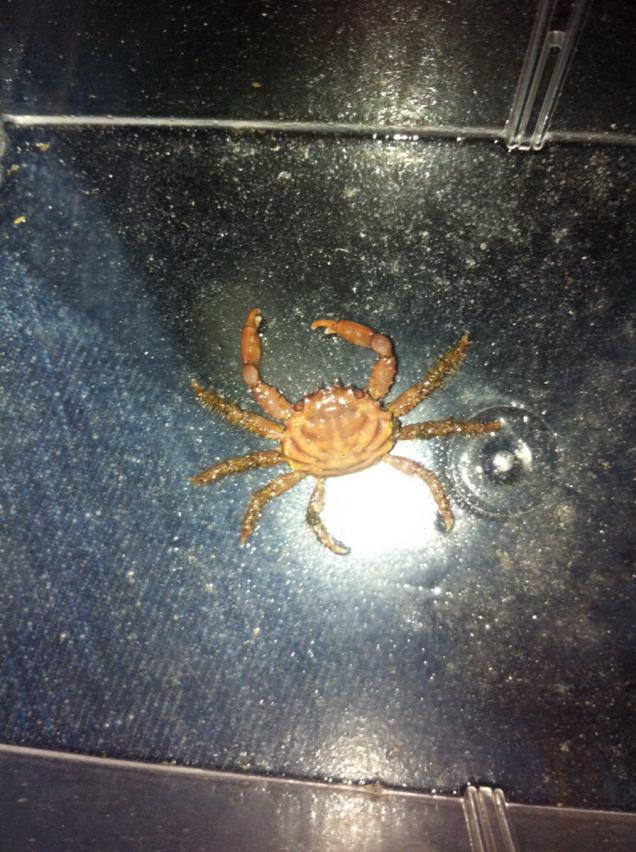 ImageUploadedByREEF2REEF1423360545.897991.jpg