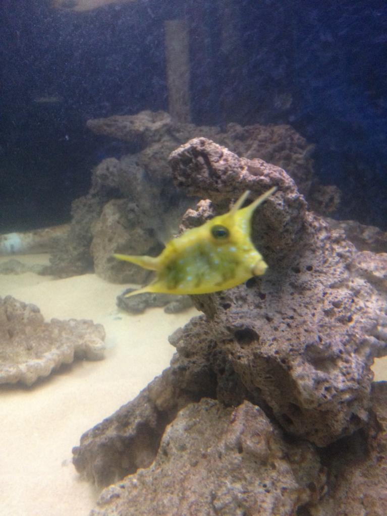 ImageUploadedByREEF2REEF1426856468.020414.jpg