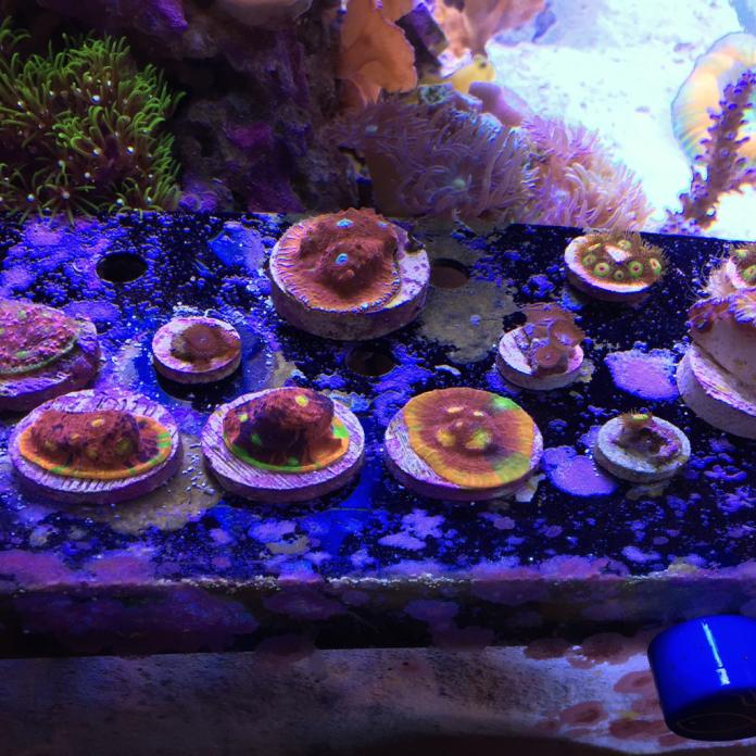ImageUploadedByREEF2REEF1428544958.694635.jpg