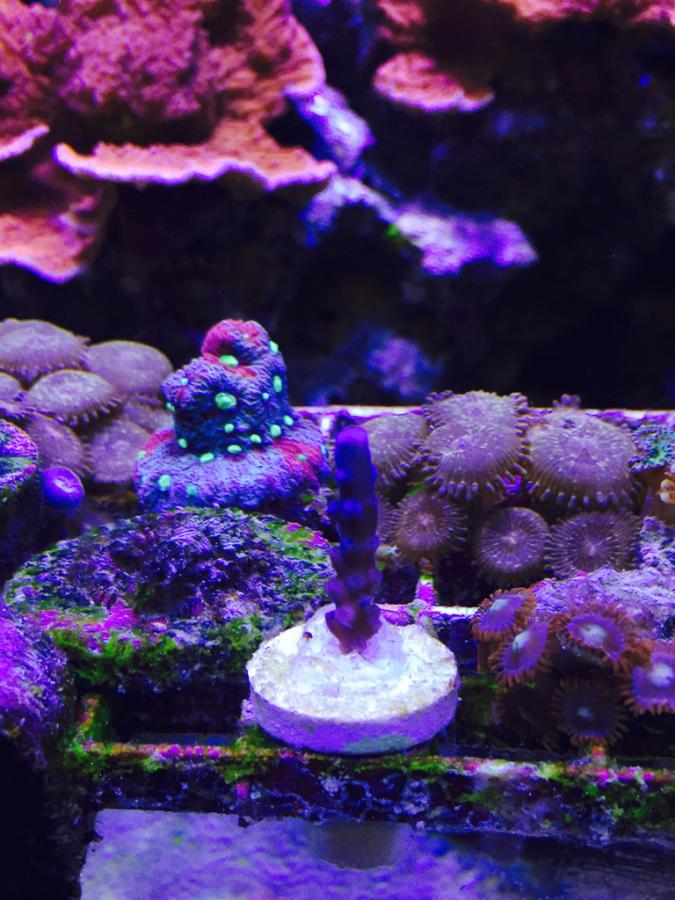 ImageUploadedByREEF2REEF1430079210.993654.jpg
