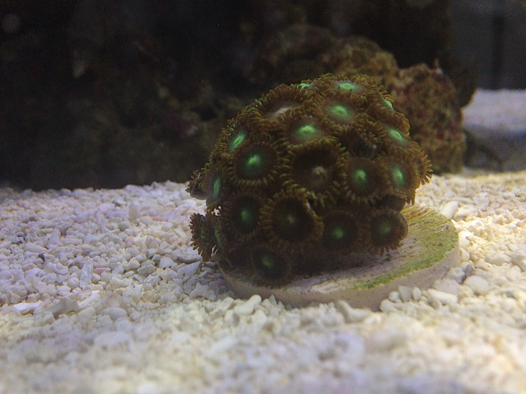 ImageUploadedByREEF2REEF1434403107.082632.jpg
