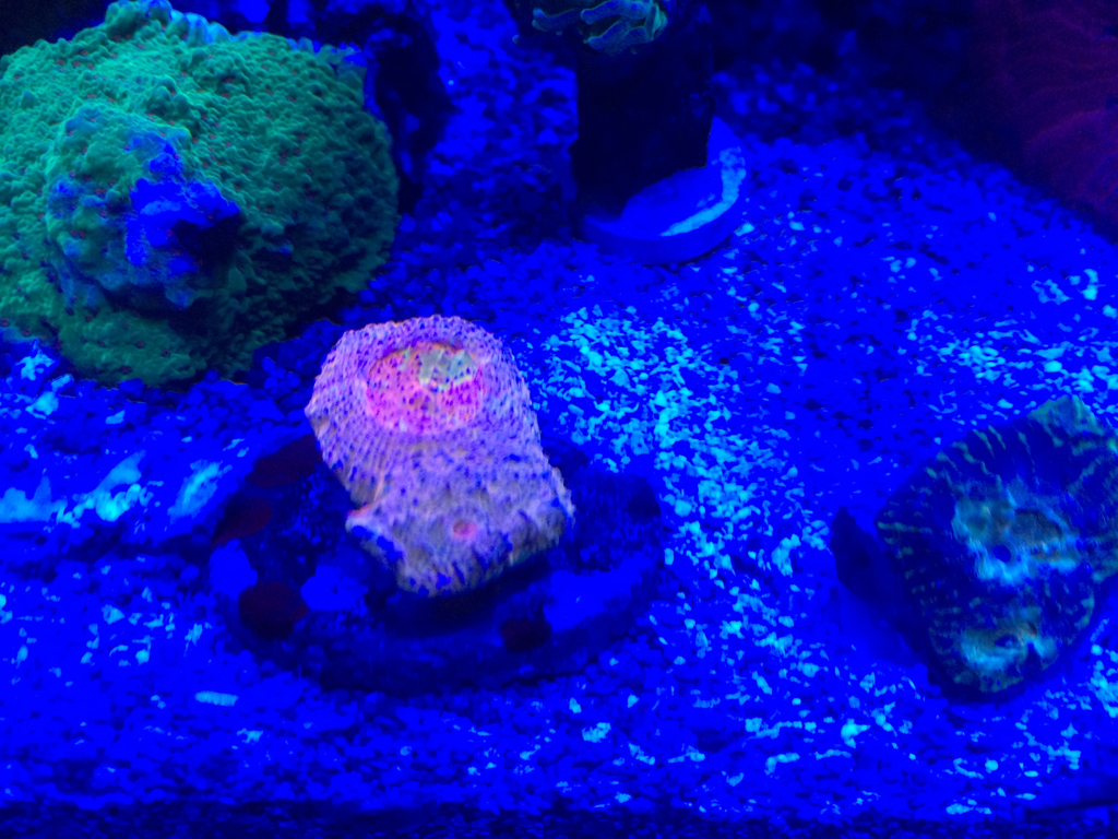 ImageUploadedByREEF2REEF1434700565.761213.jpg