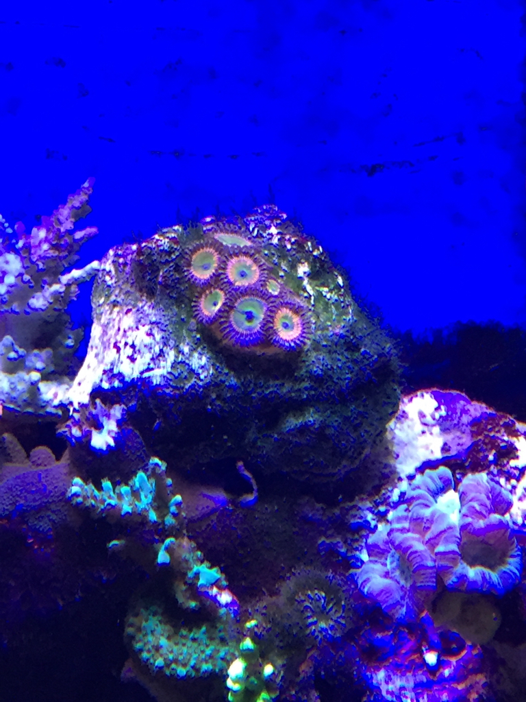 ImageUploadedByREEF2REEF1441403374.059283.jpg
