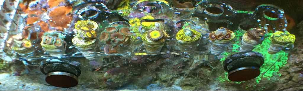 ImageUploadedByREEF2REEF1442601477.445558.jpg