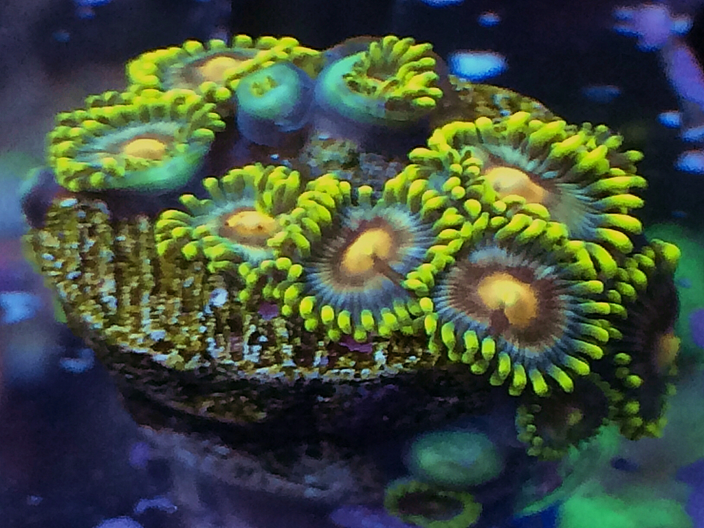 ImageUploadedByREEF2REEF1442601495.002702.jpg