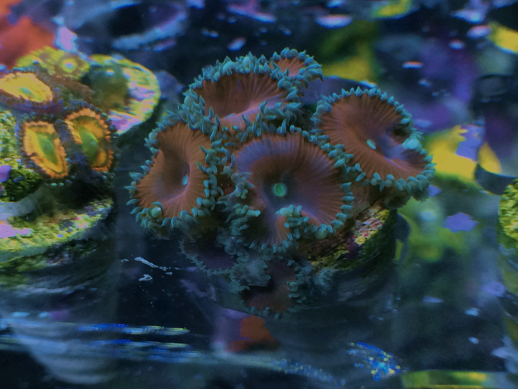ImageUploadedByREEF2REEF1442601586.974367.jpg