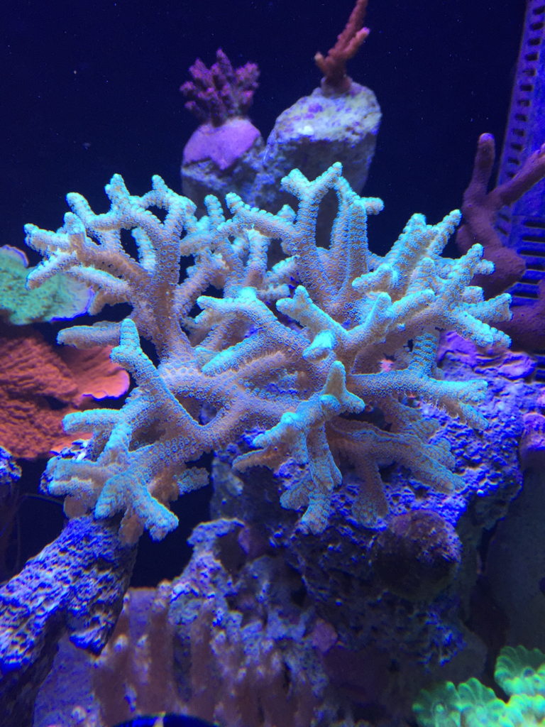 ImageUploadedByREEF2REEF1443650974.016012.jpg