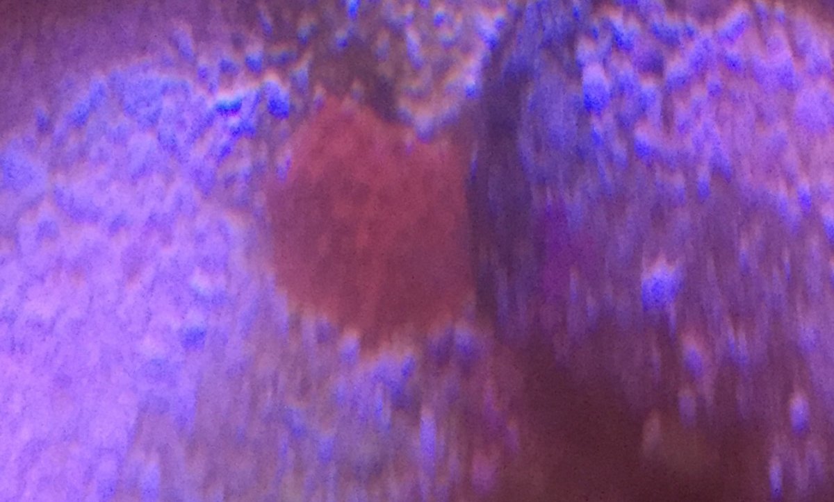 ImageUploadedByREEF2REEF1443832432.314830.jpg