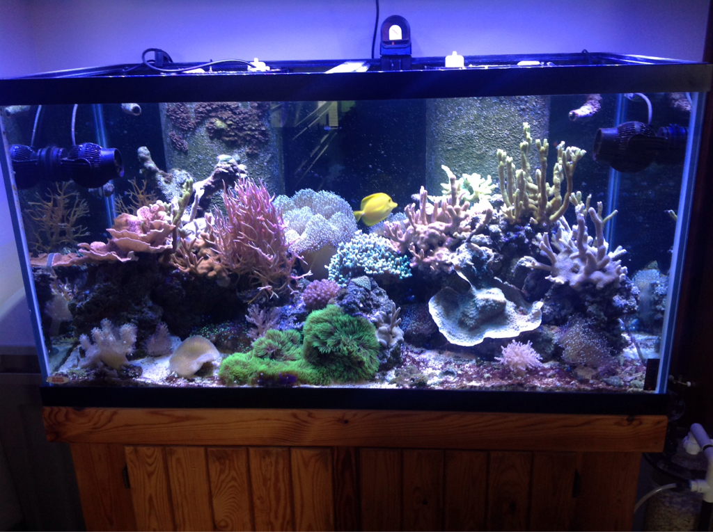 ImageUploadedByREEF2REEF1445210620.059223.jpg