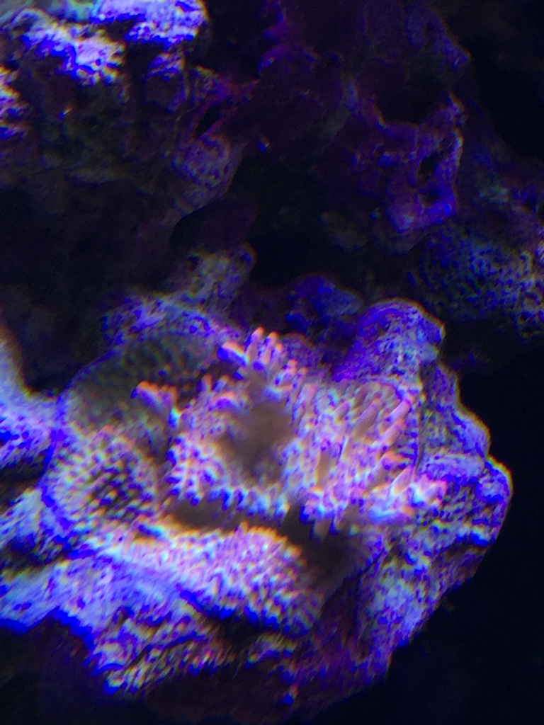 ImageUploadedByREEF2REEF1445274591.856239.jpg