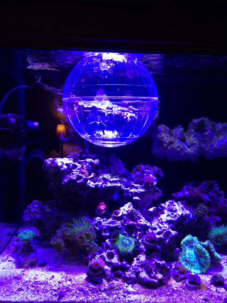 QUESTION OF THE DAY A Hamster Ball and Reefing There are at