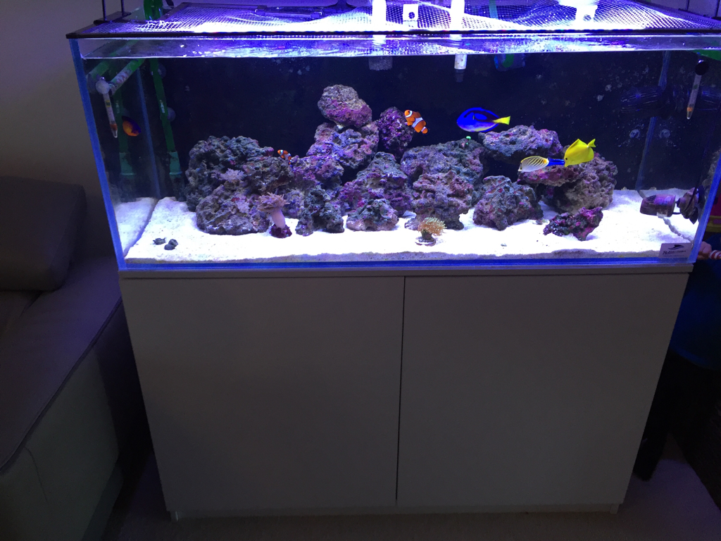 ImageUploadedByREEF2REEF1446903570.913780.jpg