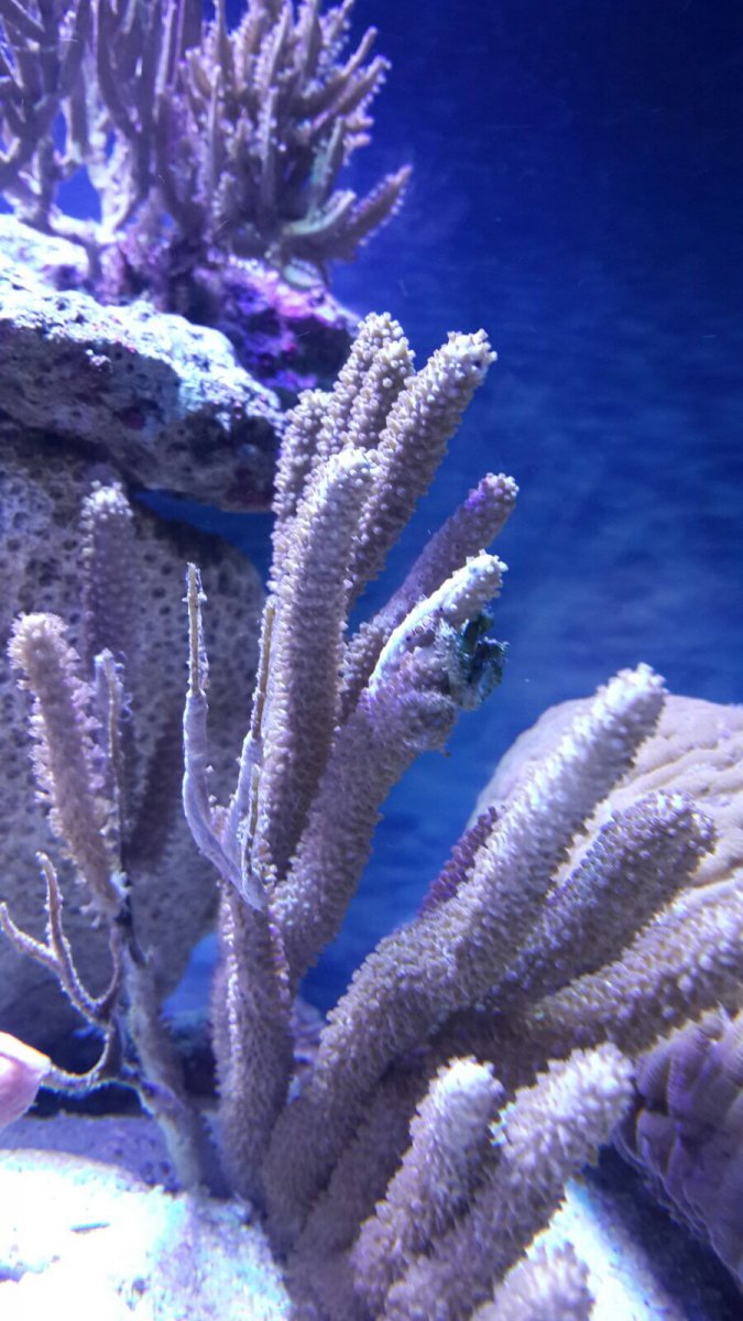 ImageUploadedByREEF2REEF1446950643.320991.jpg