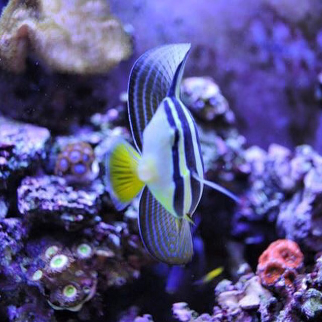 ImageUploadedByREEF2REEF1448024018.614017.jpg