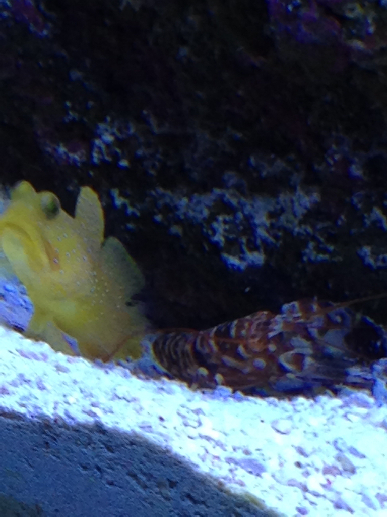 ImageUploadedByREEF2REEF1448024189.609160.jpg