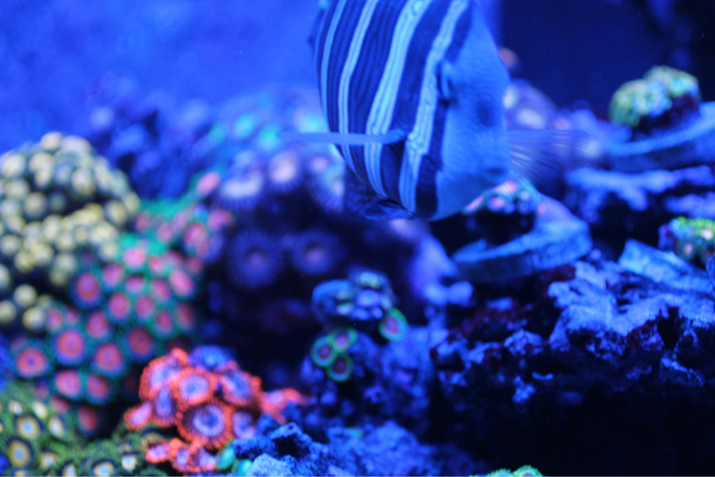 ImageUploadedByREEF2REEF1448024230.017986.jpg