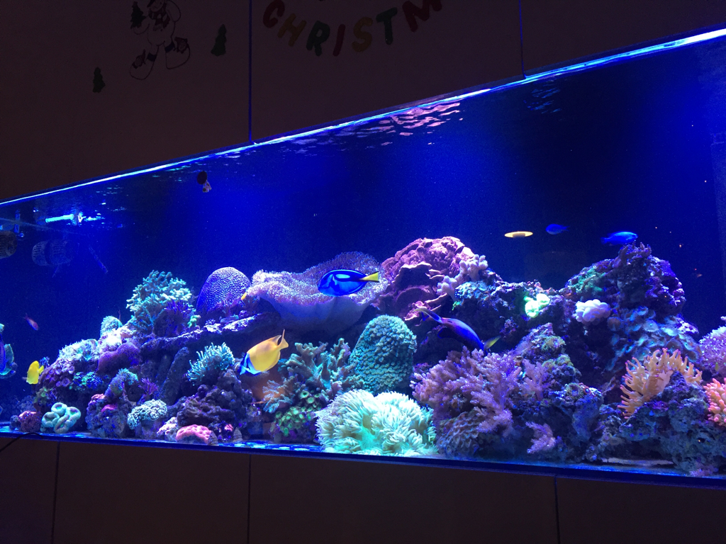 ImageUploadedByREEF2REEF1451355093.059608.jpg