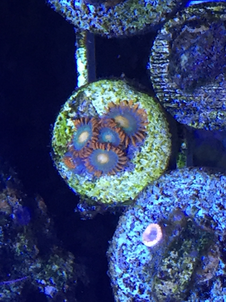 ImageUploadedByREEF2REEF1453872011.080212.jpg