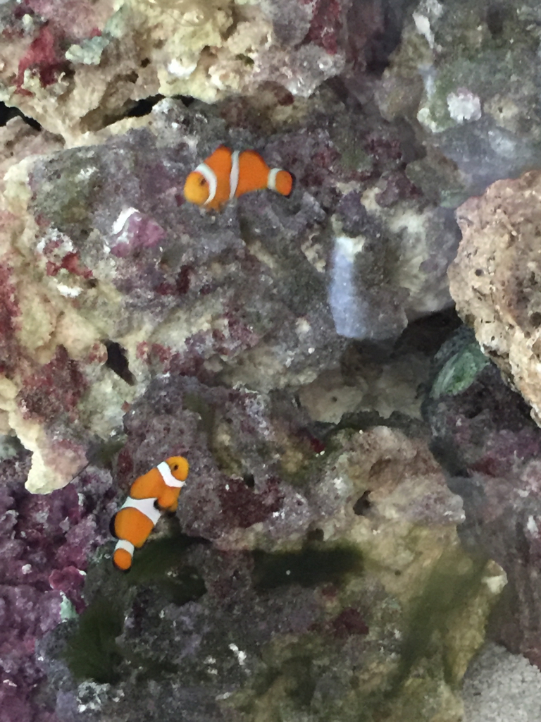 ImageUploadedByREEF2REEF1456092501.761663.jpg