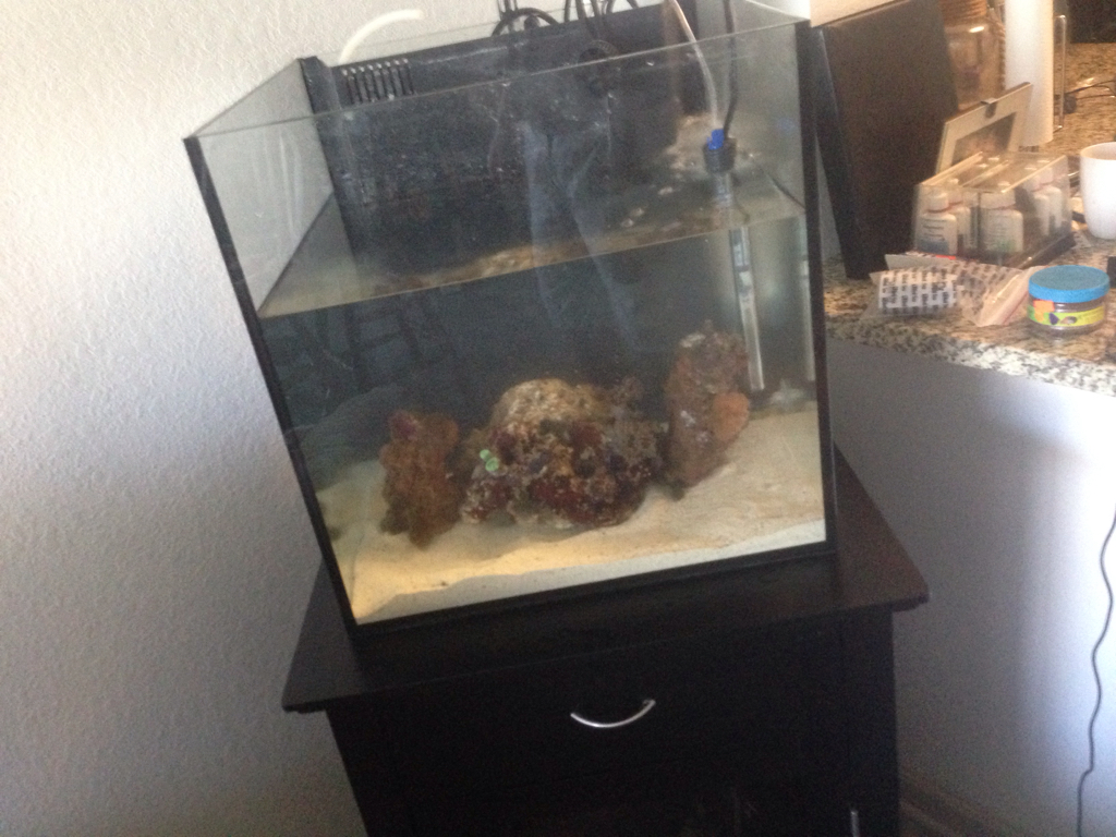 ImageUploadedByREEF2REEF1456233999.059607.jpg