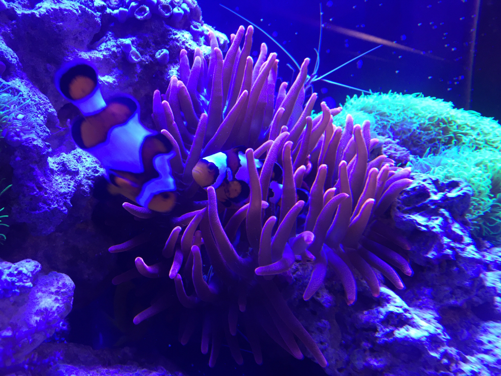 The Symbiotic Relationship between Clownfish and Anemones | Page 2 ...