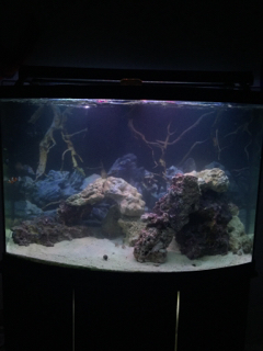 ImageUploadedByREEF2REEF1461031663.653486.jpg