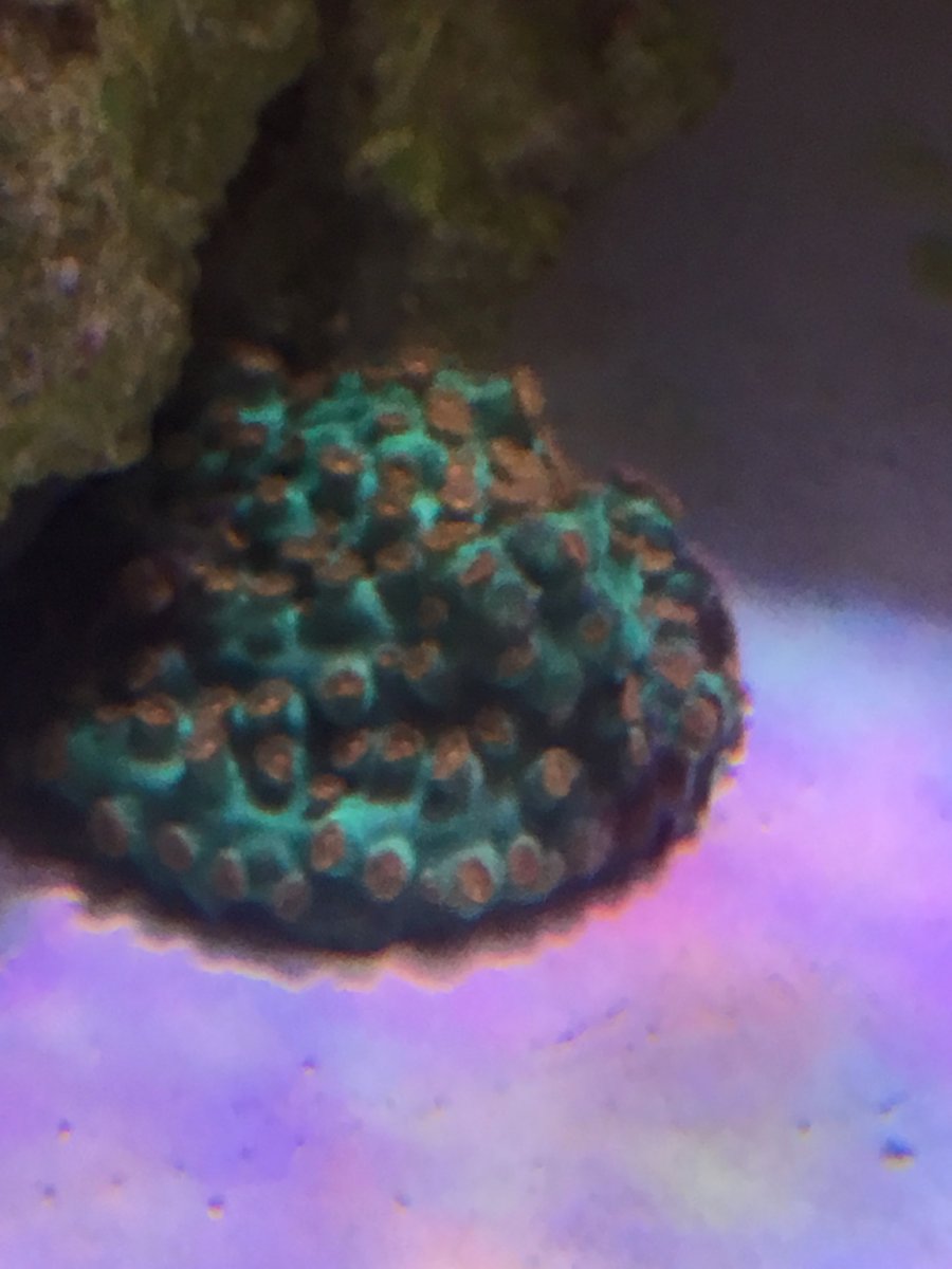 ImageUploadedByREEF2REEF1467664982.960976.jpg