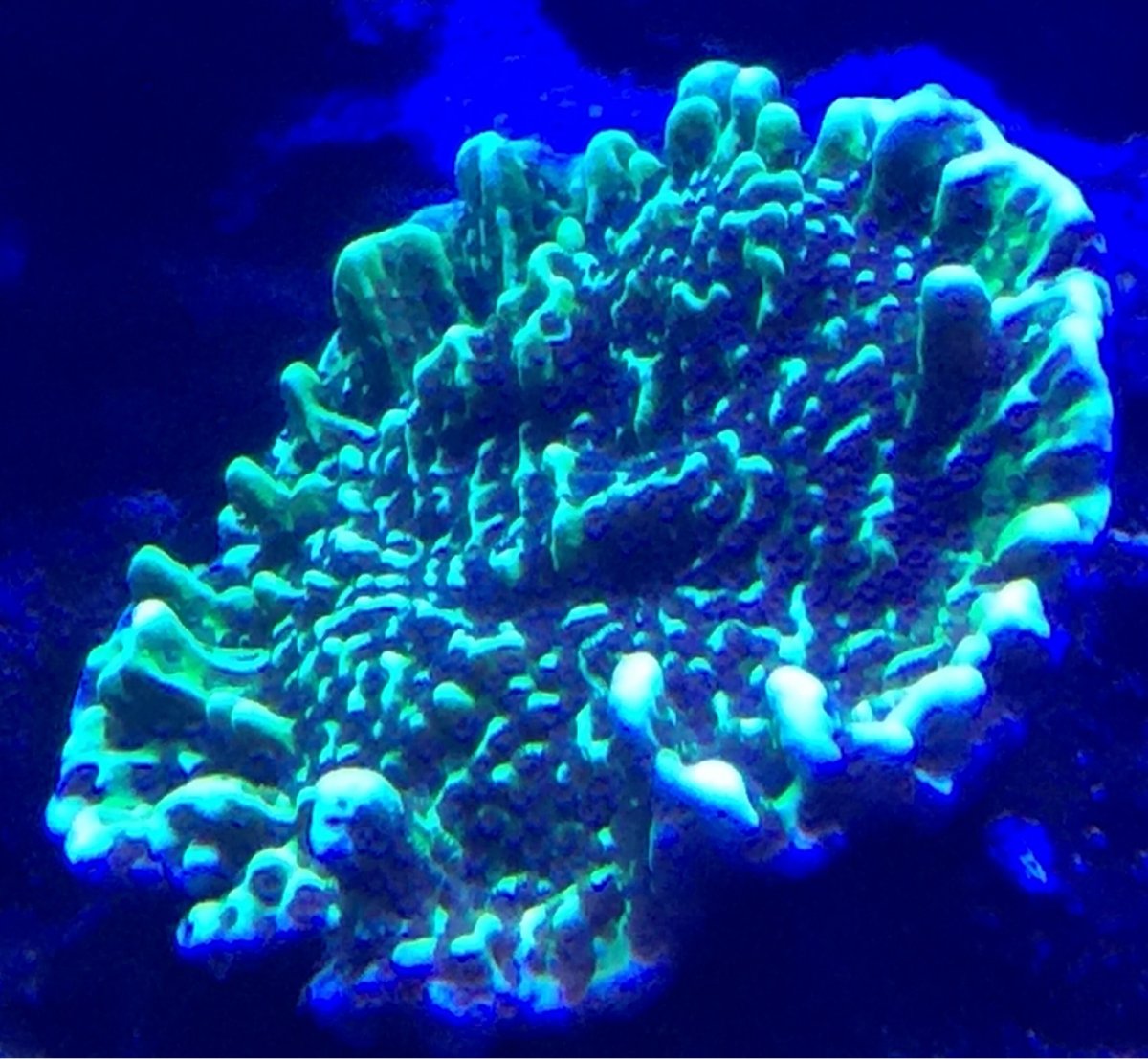 ImageUploadedByREEF2REEF1470248604.264801.jpg