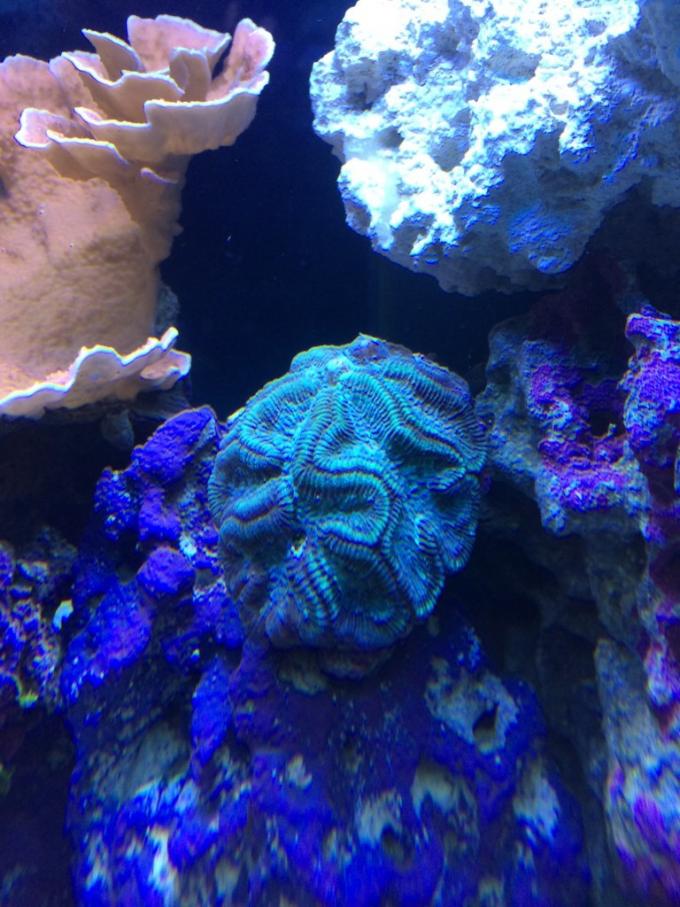 Brain or carribian rose coral? | REEF2REEF Saltwater and Reef Aquarium ...
